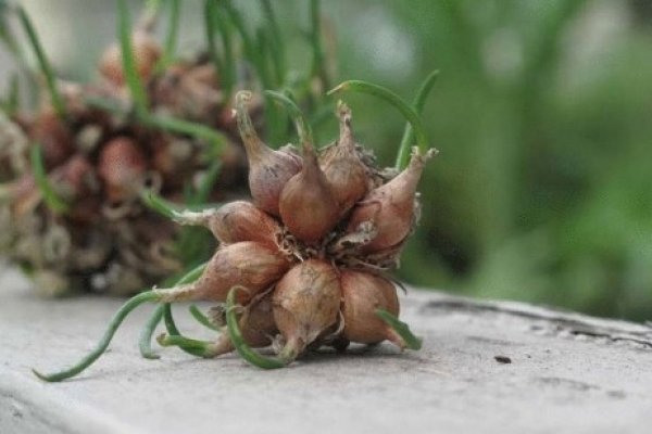 Не входит в кракен пользователь не найден